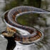 Florida Cottonmouth (Agkistrodon piscivorus conanti)