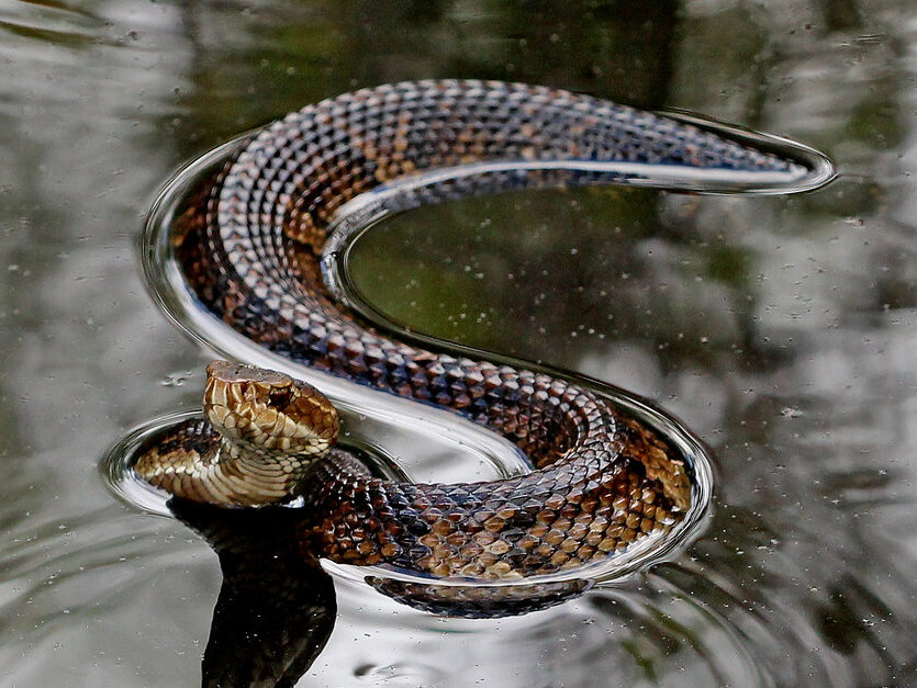 Florida Cottonmouth (Agkistrodon piscivorus conanti)