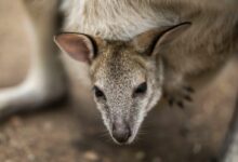 brown and white kangaroo lying on ground during daytime