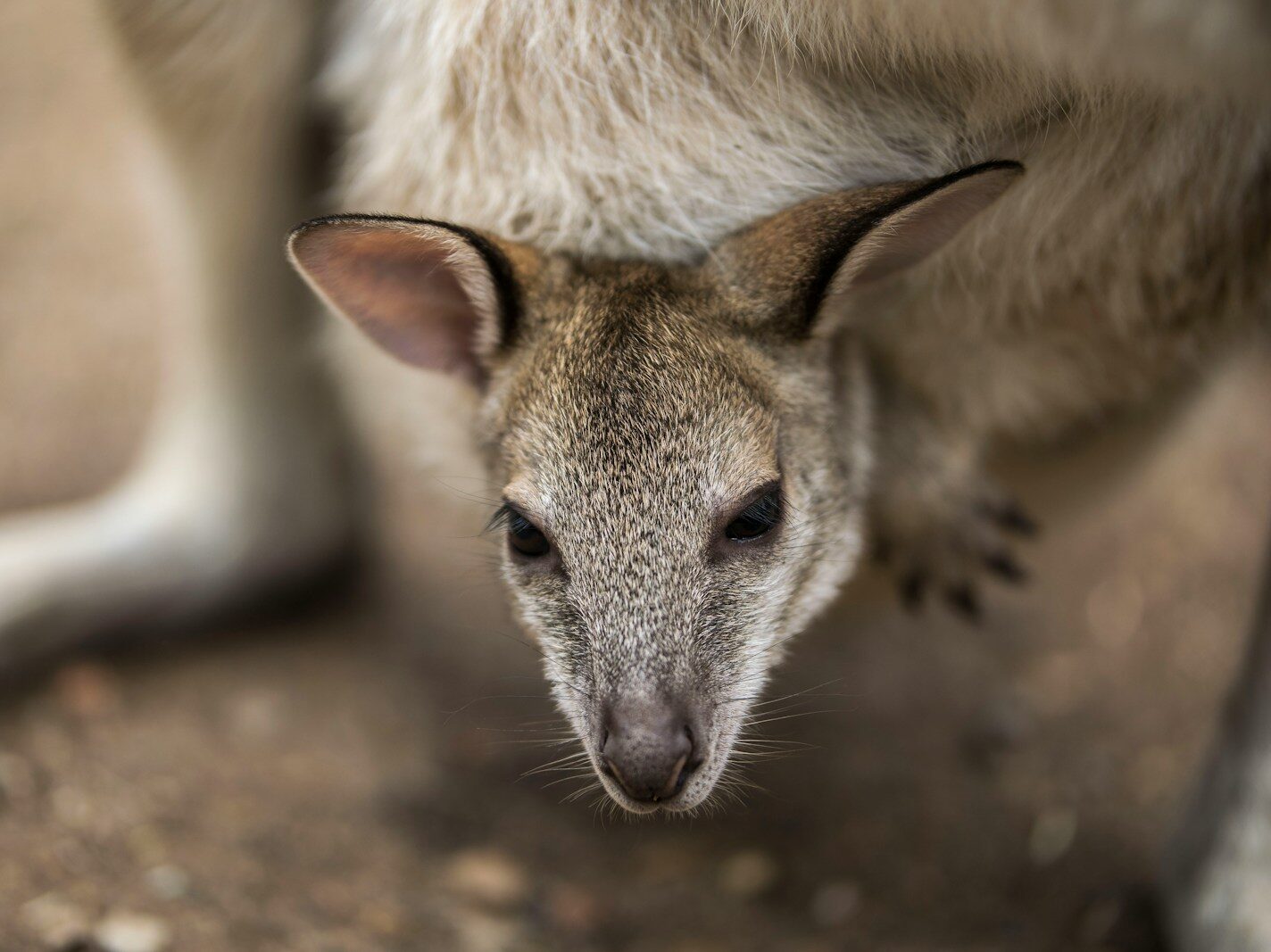 brown and white kangaroo lying on ground during daytime