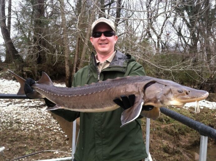 Acipenser fulvescens (Lake Sturgeon)