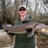 Acipenser fulvescens (Lake Sturgeon)