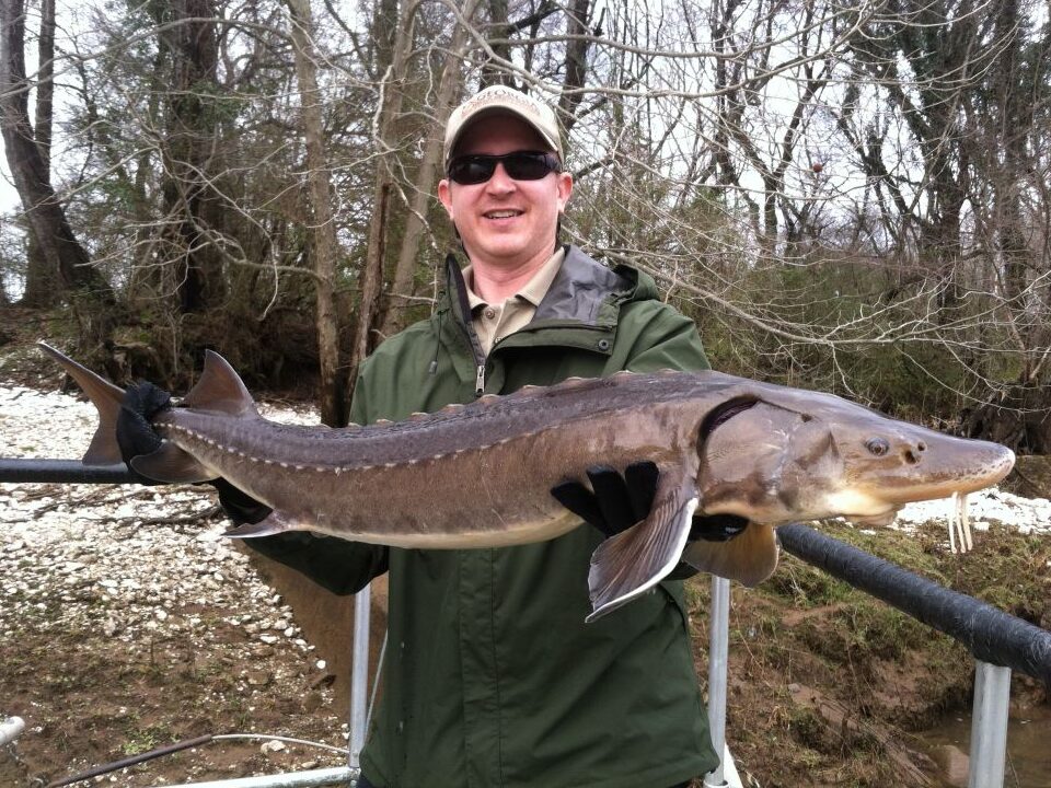 Acipenser fulvescens (Lake Sturgeon)