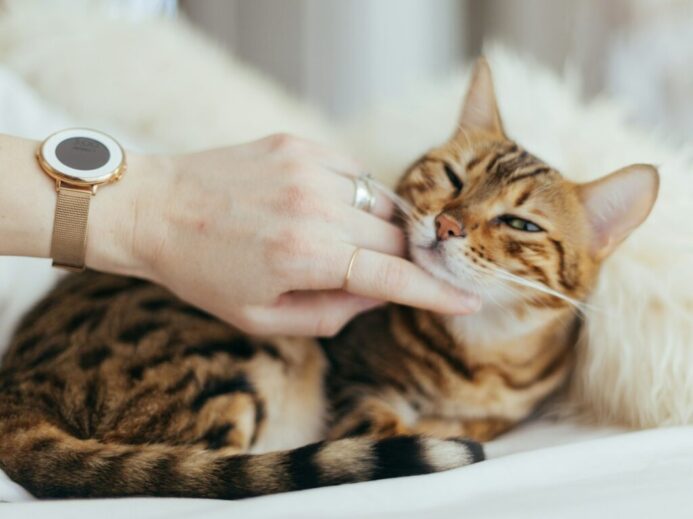 person holding brown cat on white textile