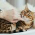 person holding brown cat on white textile