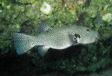 Pufferfish