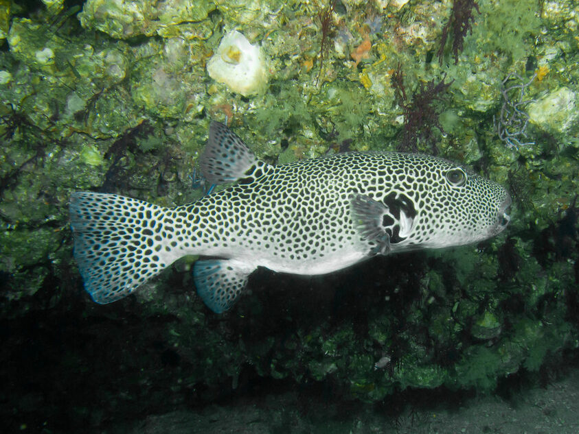 Pufferfish