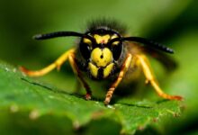 micro photography of yellow and black bee on green leaf
