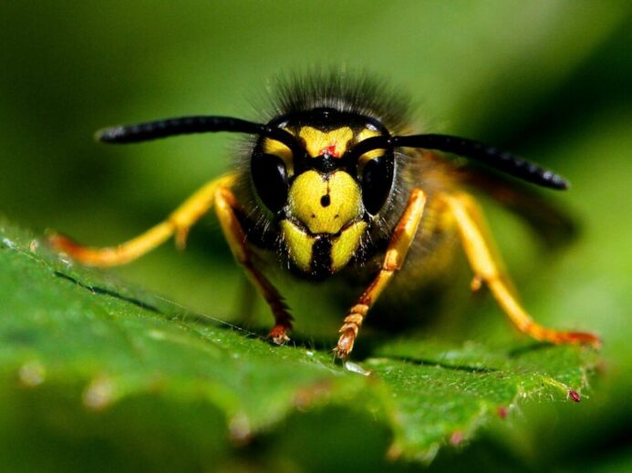 micro photography of yellow and black bee on green leaf