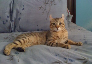 Highlander cat (2010) Hugo by TAnthony - NeposlušnéTlapky