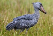 Shoebill - Mabamba Swamp_H8O2624-4