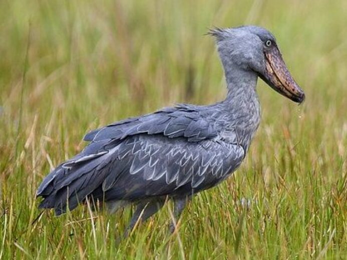 Shoebill - Mabamba Swamp_H8O2624-4