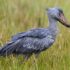 Shoebill - Mabamba Swamp_H8O2624-4