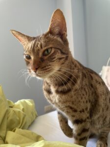 Adult female ocicat sitting - NeposlušnéTlapky