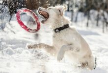 dog about to catch red ring
