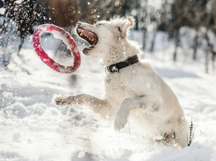 dog about to catch red ring