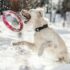 dog about to catch red ring