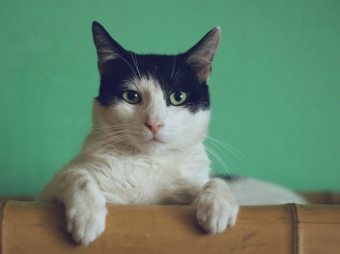 black and white cat lying on brown bamboo chair inside room