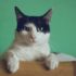 black and white cat lying on brown bamboo chair inside room