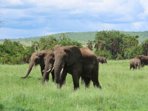 Michael Wilcox - NeposlušnéTlapky three brown elephants on green grass field during daytime
