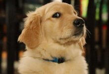 golden retriever puppy with blue collar