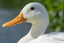 white duck