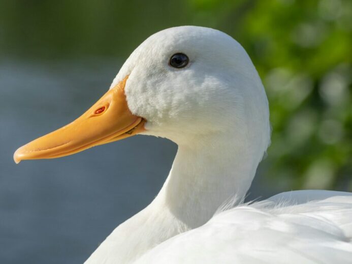 white duck