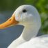white duck