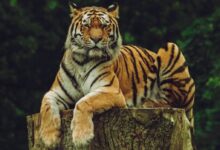 tiger on wood slab