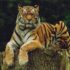 tiger on wood slab
