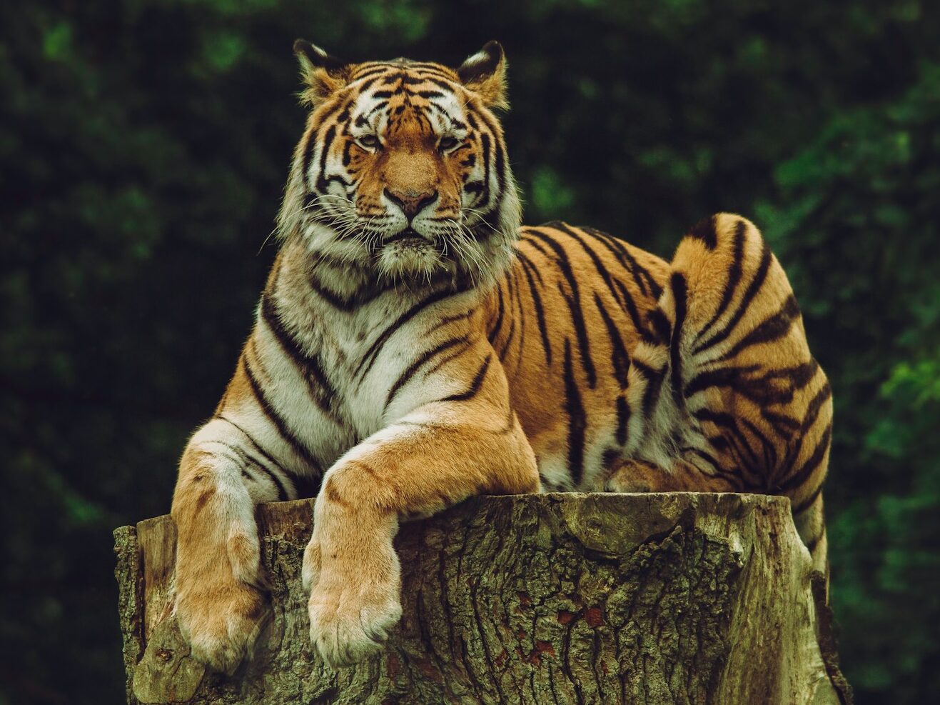 tiger on wood slab