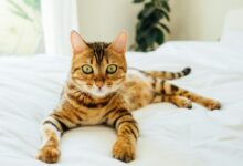brown and black tabby cat on white comforter