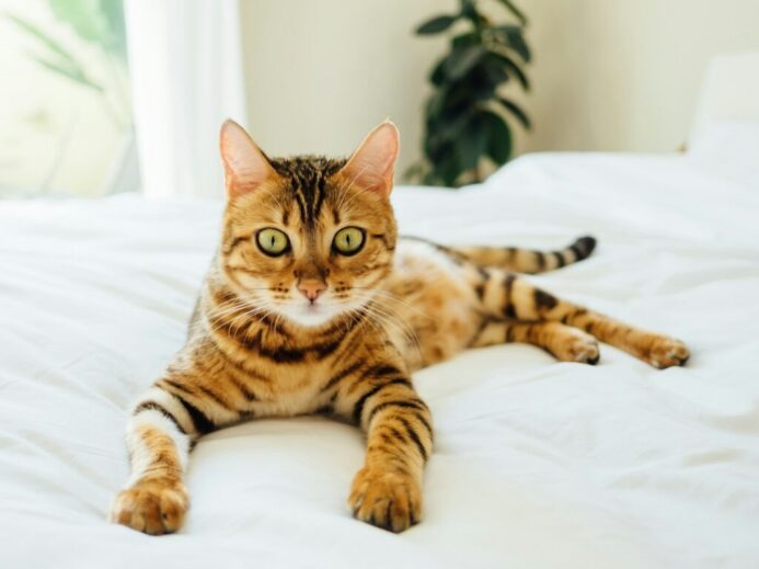 brown and black tabby cat on white comforter