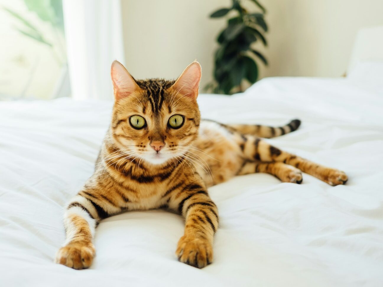 brown and black tabby cat on white comforter