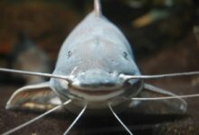 a fish swimming in water