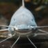 a fish swimming in water