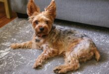 A dog laying on the floor in front of a couch