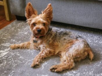A dog laying on the floor in front of a couch