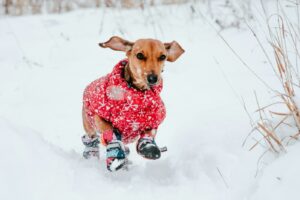 Екатерина Балабанова - NeposlušnéTlapky brown short coated dog wearing red and white polka dot shirt sitting on snow covered ground