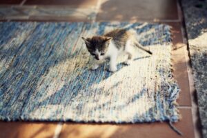 ana G. Pascual - NeposlušnéTlapky a kitten sitting on a rug on the floor
