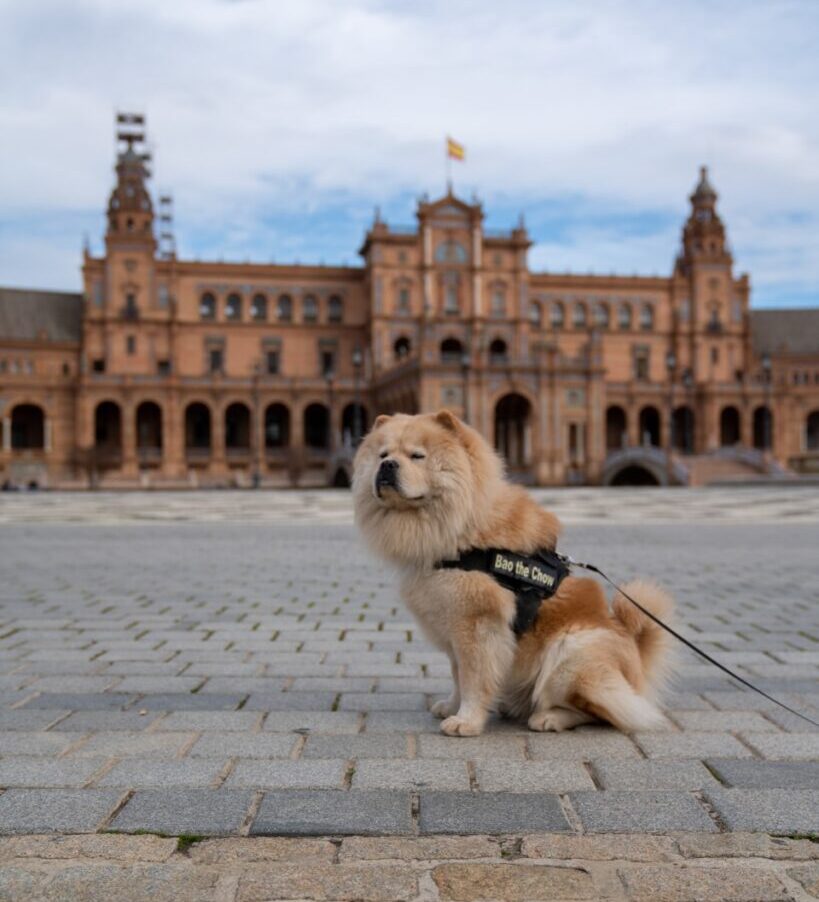 brown long coated dog on gray concrete floor during daytime