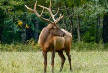 brown deer on green grass field during daytime