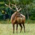 brown deer on green grass field during daytime