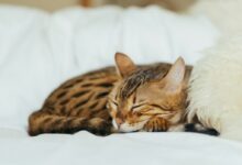 sleeping leopard kitten