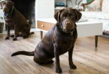 two brown dogs