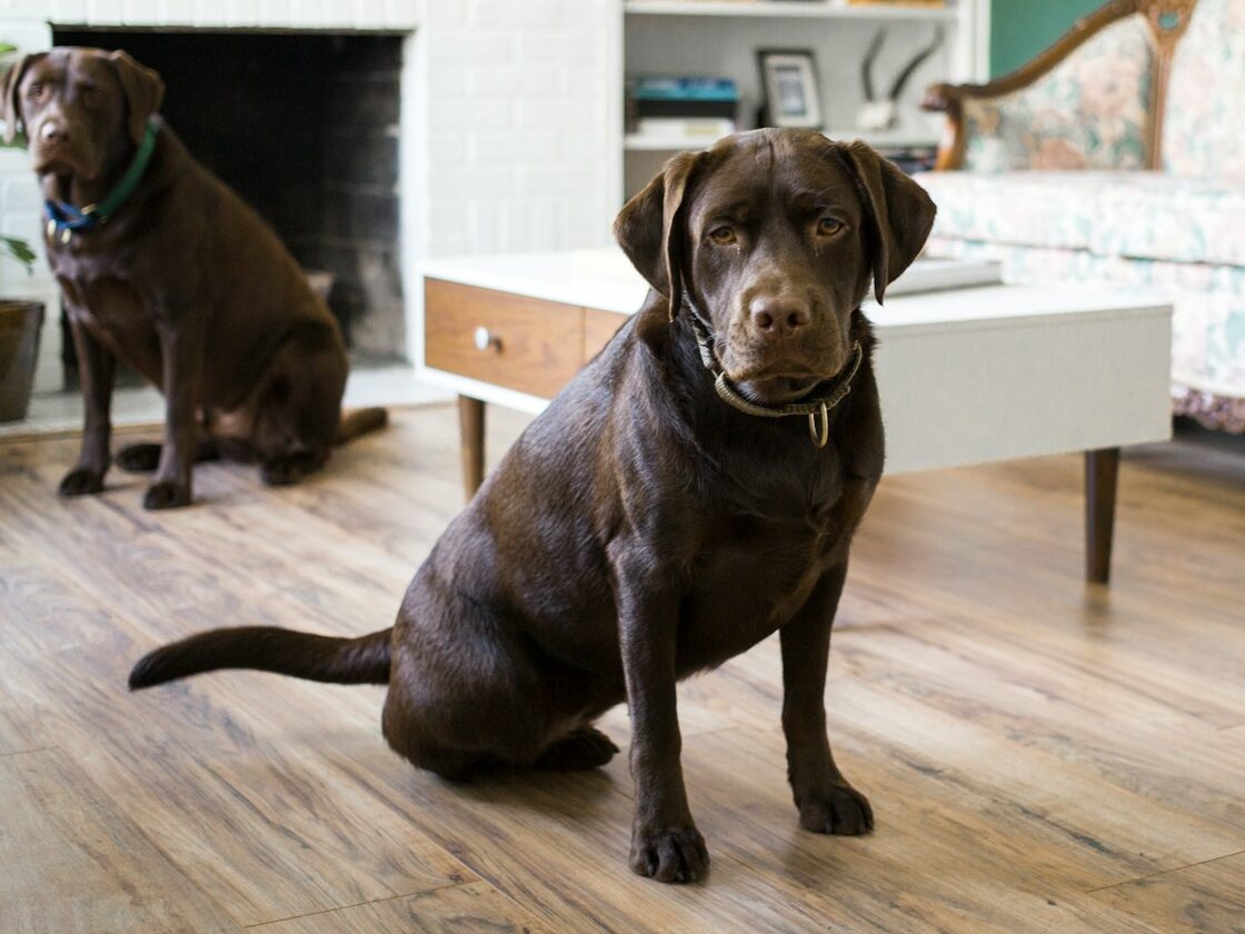 two brown dogs