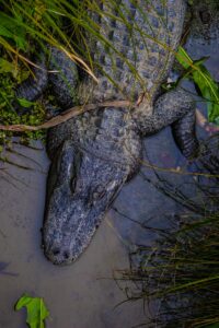 Theo Hall - NeposlušnéTlapky a large alligator laying in a body of water