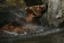 a brown bear splashing in a body of water