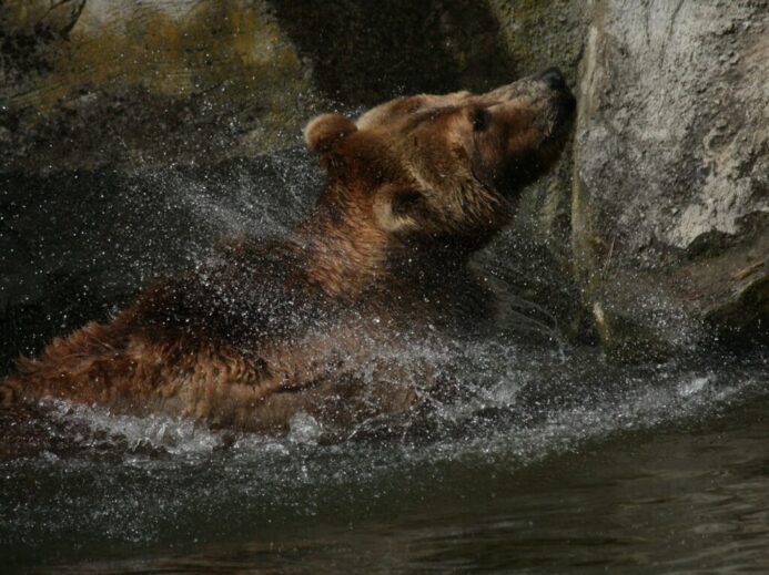 a brown bear splashing in a body of water