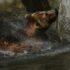 a brown bear splashing in a body of water